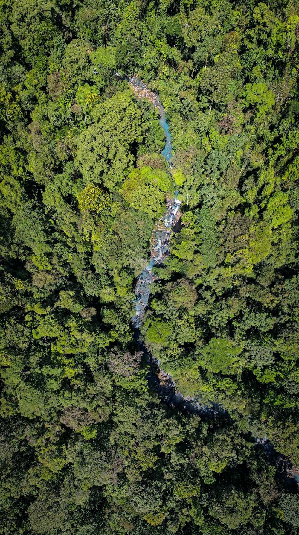 un fiume che scorre attraverso una foresta verde e lussureggiante