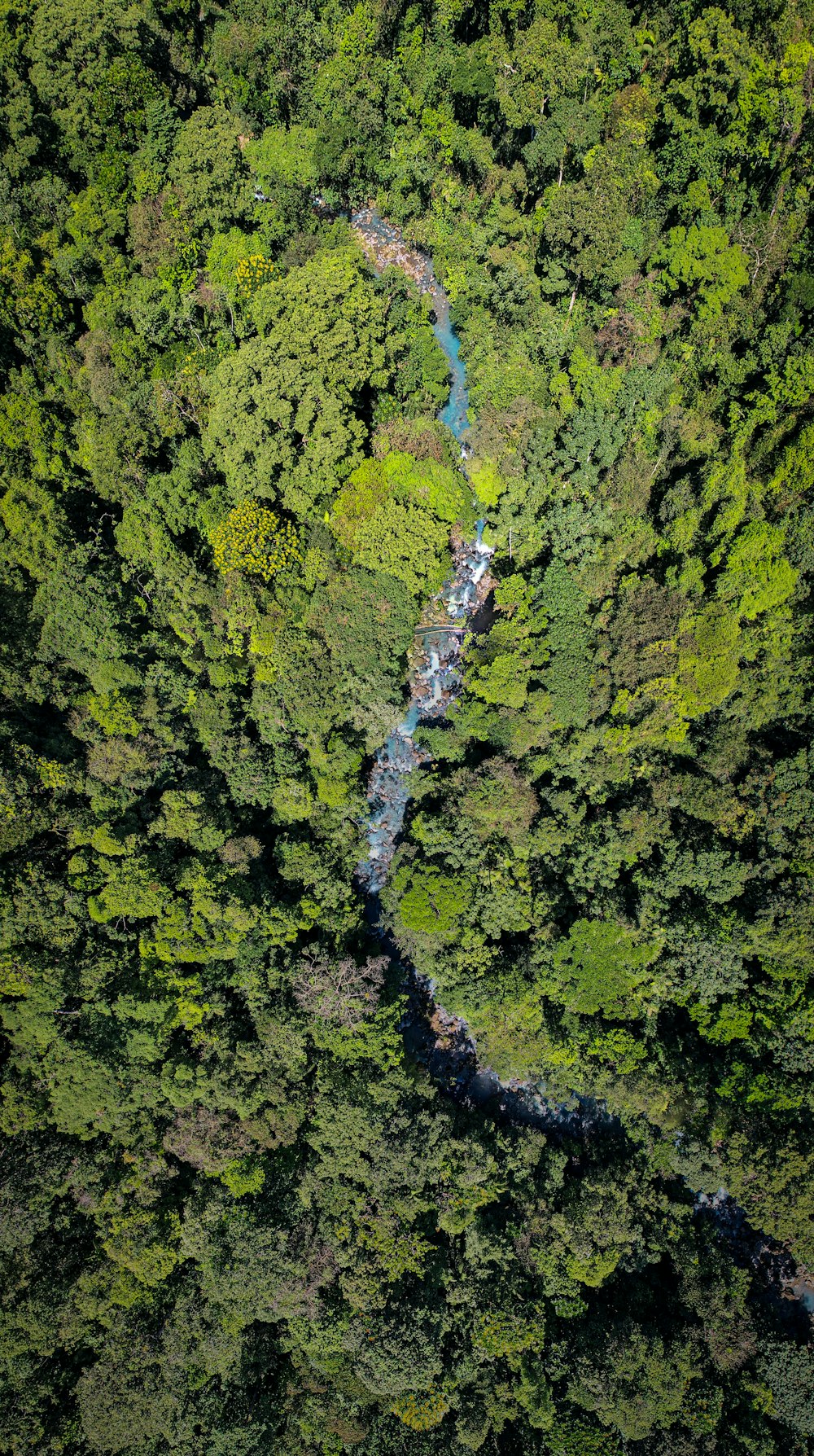 a river running through a lush green forest