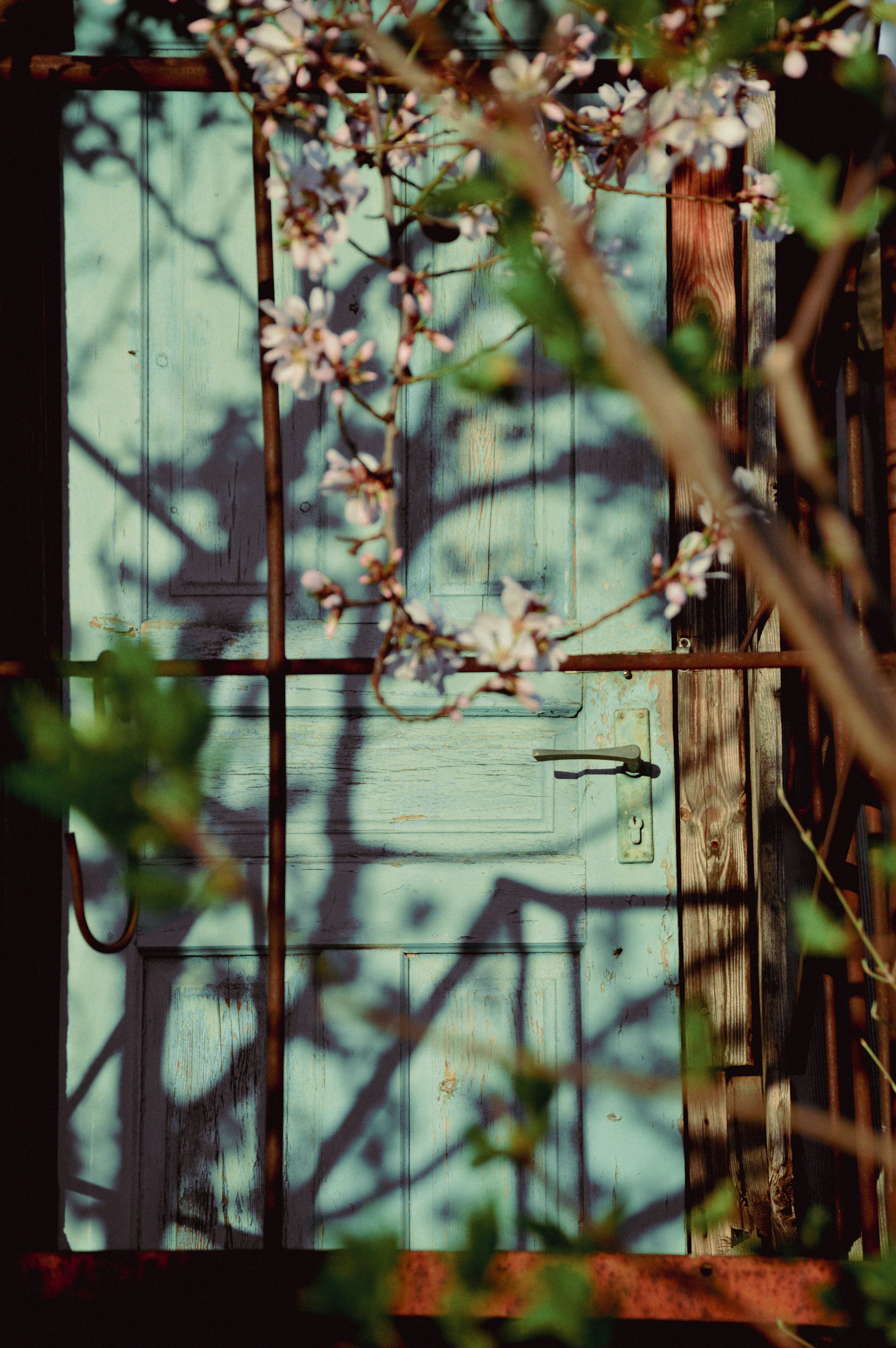 a picture of a door with a tree in front of it