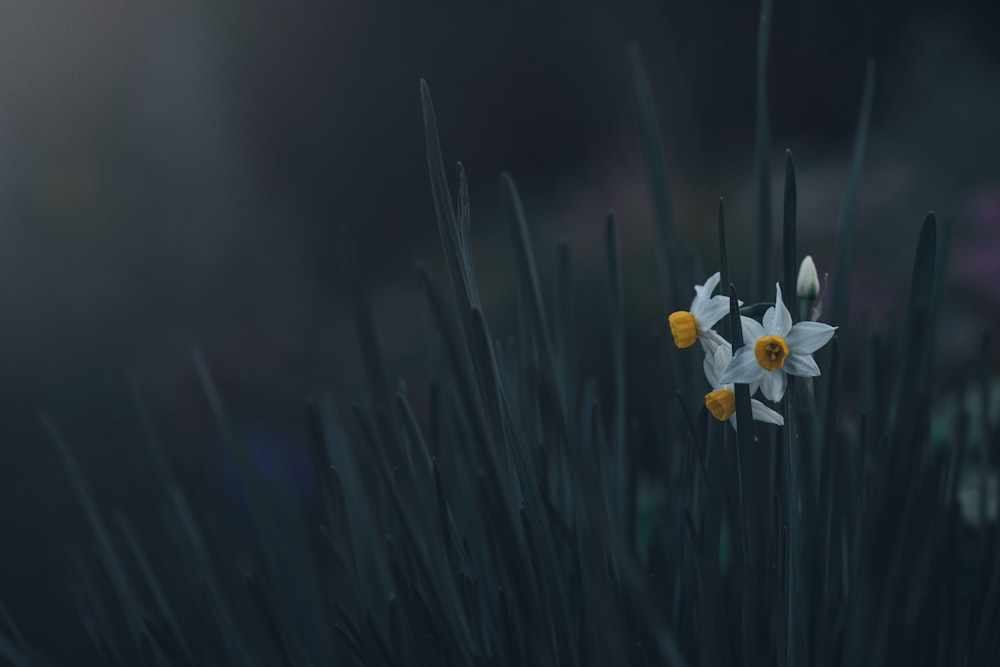 a couple of flowers that are in the grass