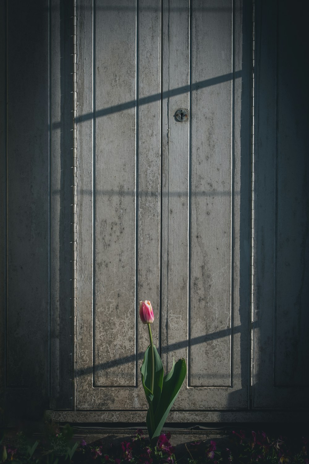 a single tulip sitting in front of a door