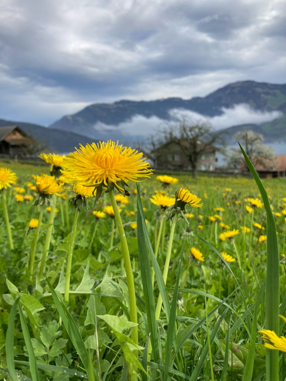 a field of dandelions with mountains in the background