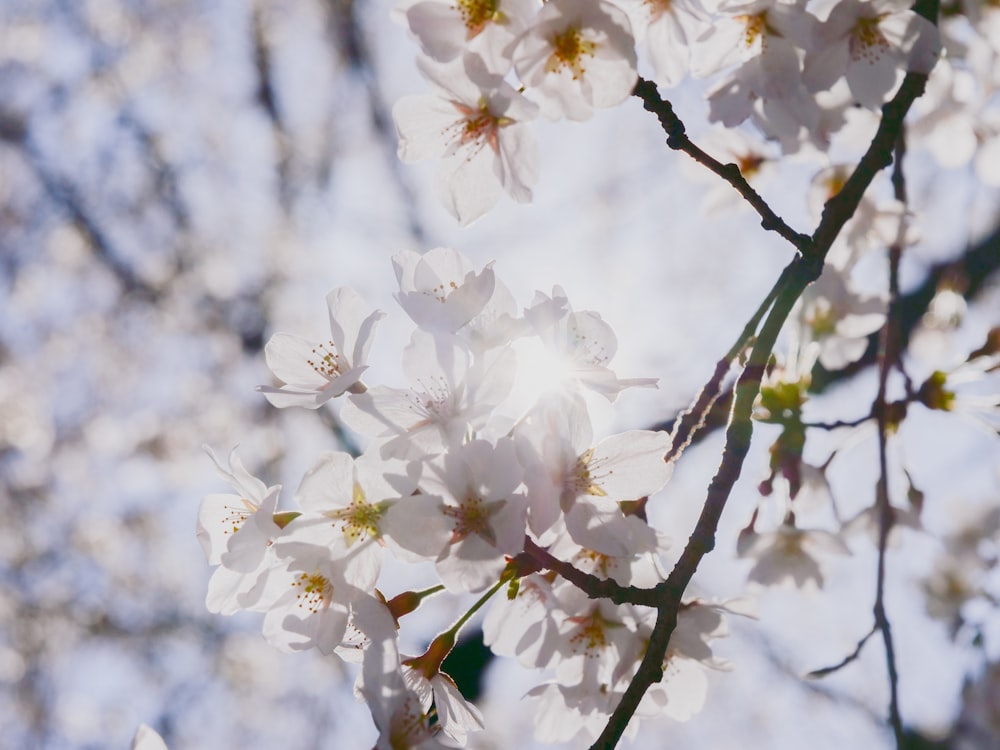 a close up of a tree with white flowers