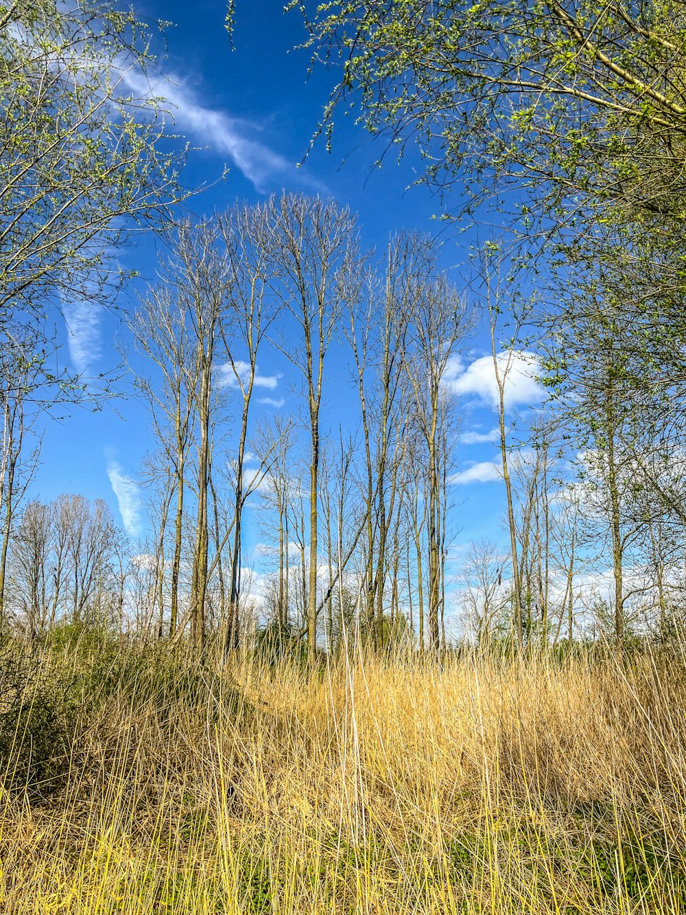 a field with tall grass and trees on a sunny day