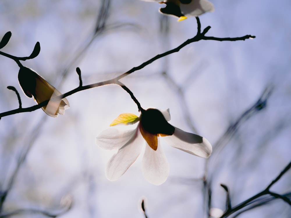 a white flower with a yellow center on a tree branch