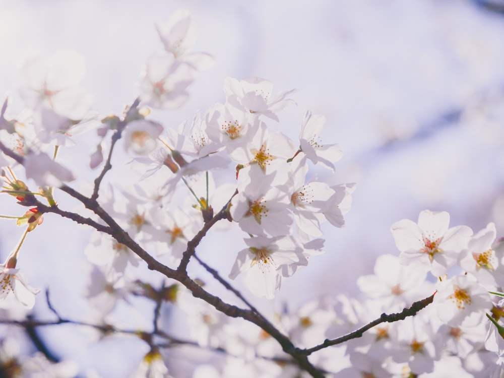 a close up of a tree with white flowers