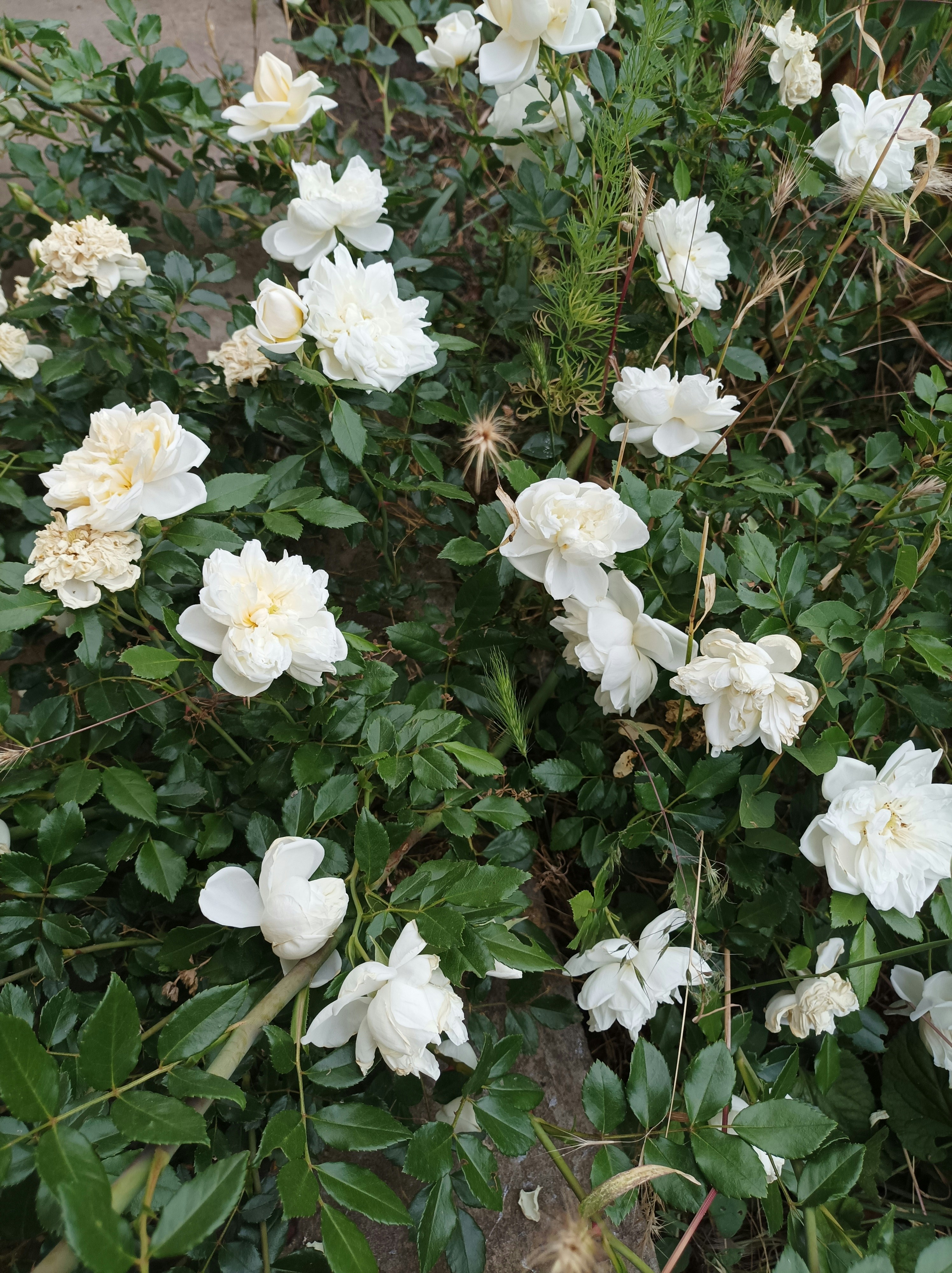 Photo by misyukevich1