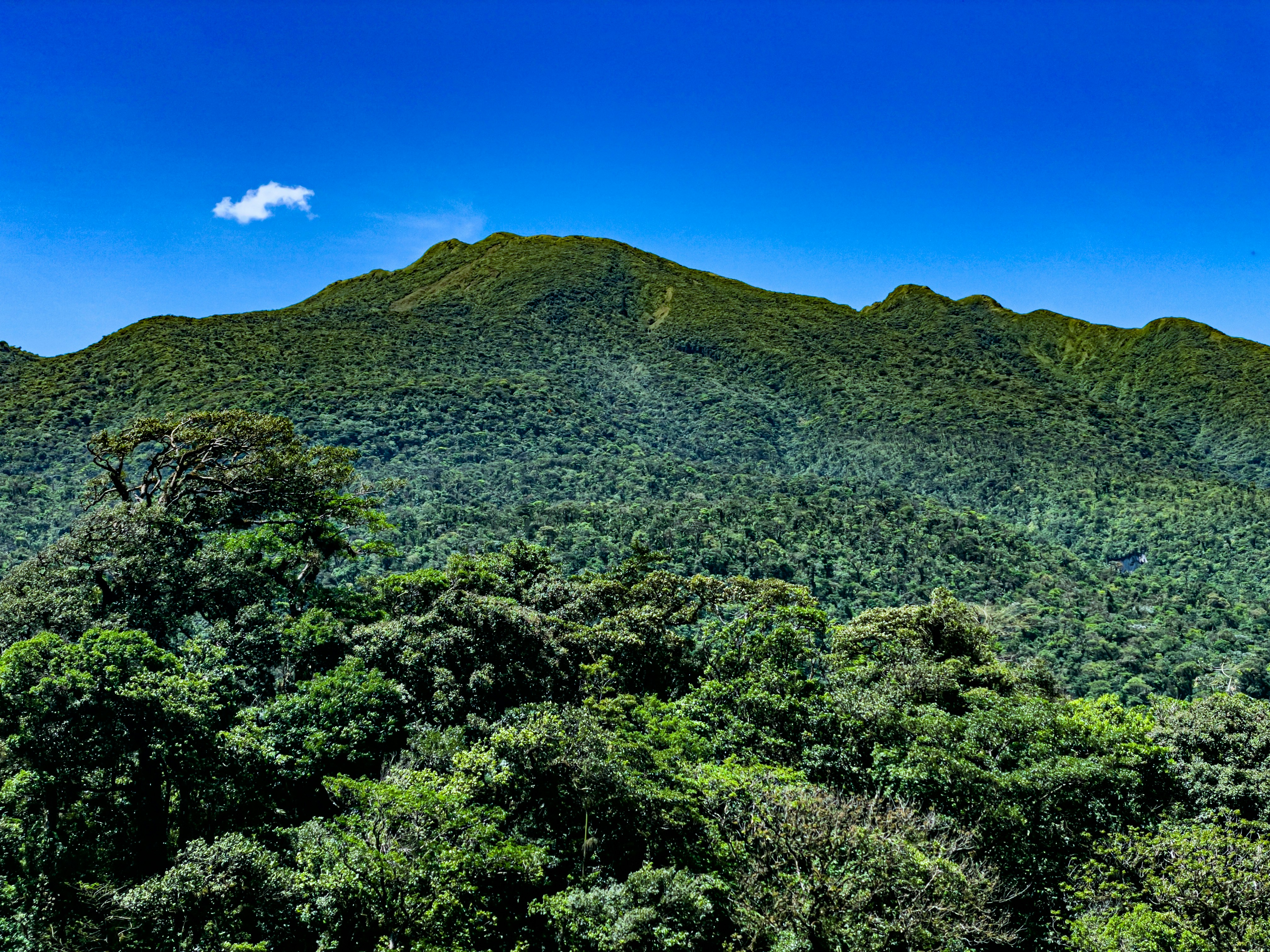 a lush green forest filled with lots of trees