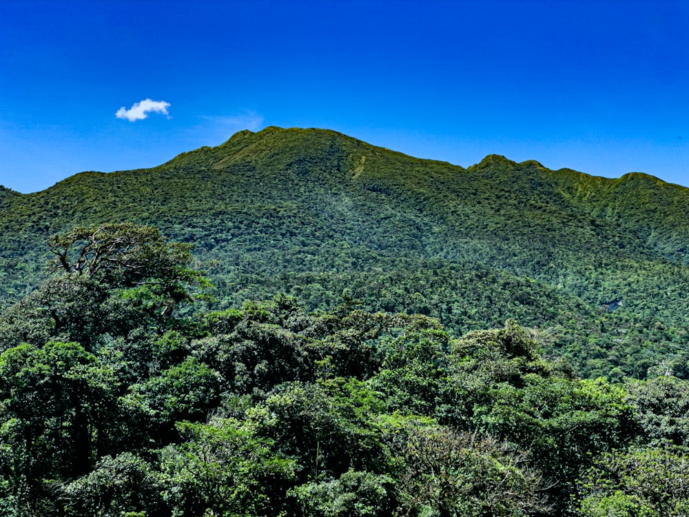 a lush green forest filled with lots of trees