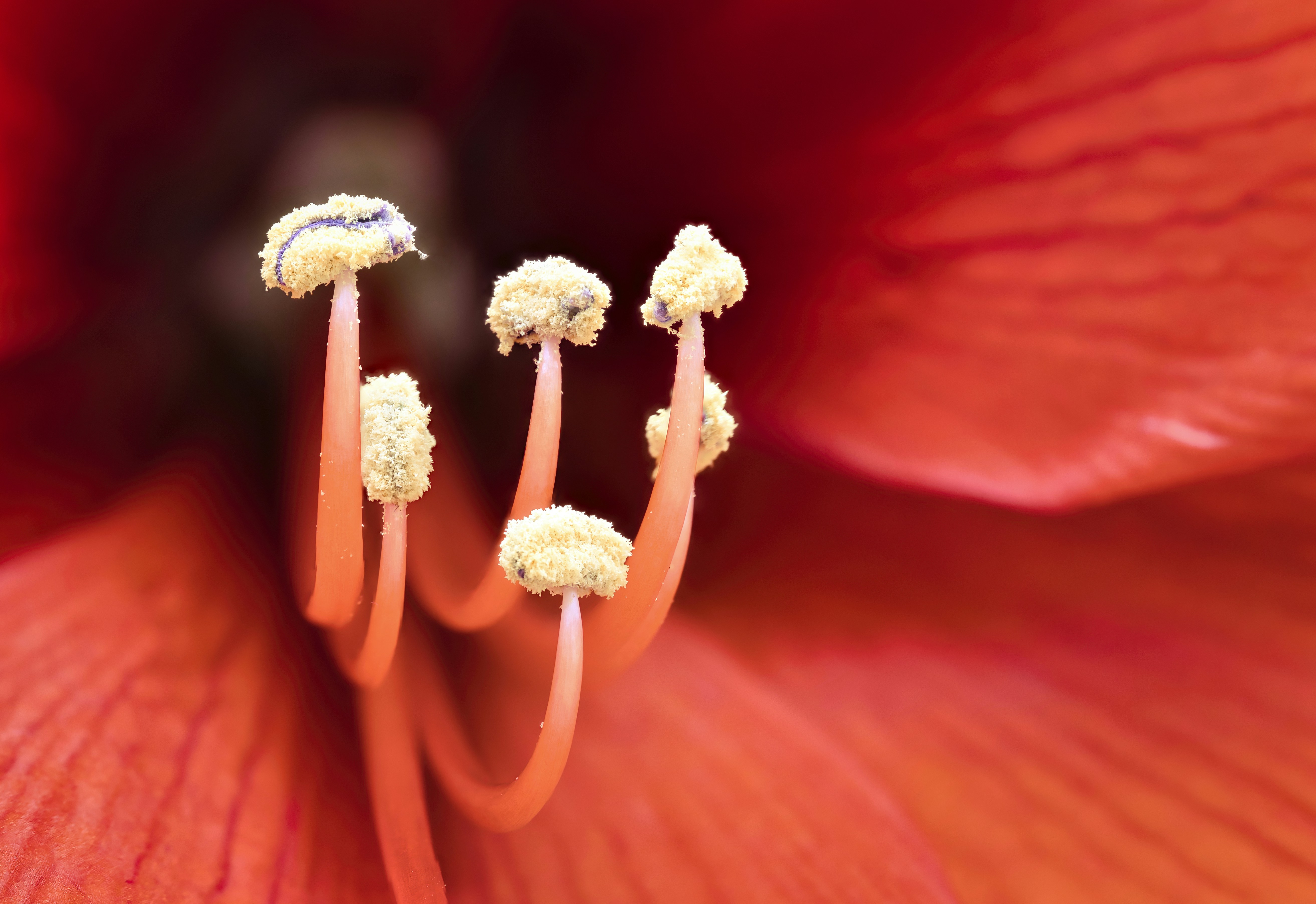 a close up of a red flower with white stamen
