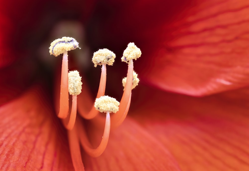 a close up of a red flower with white stamen