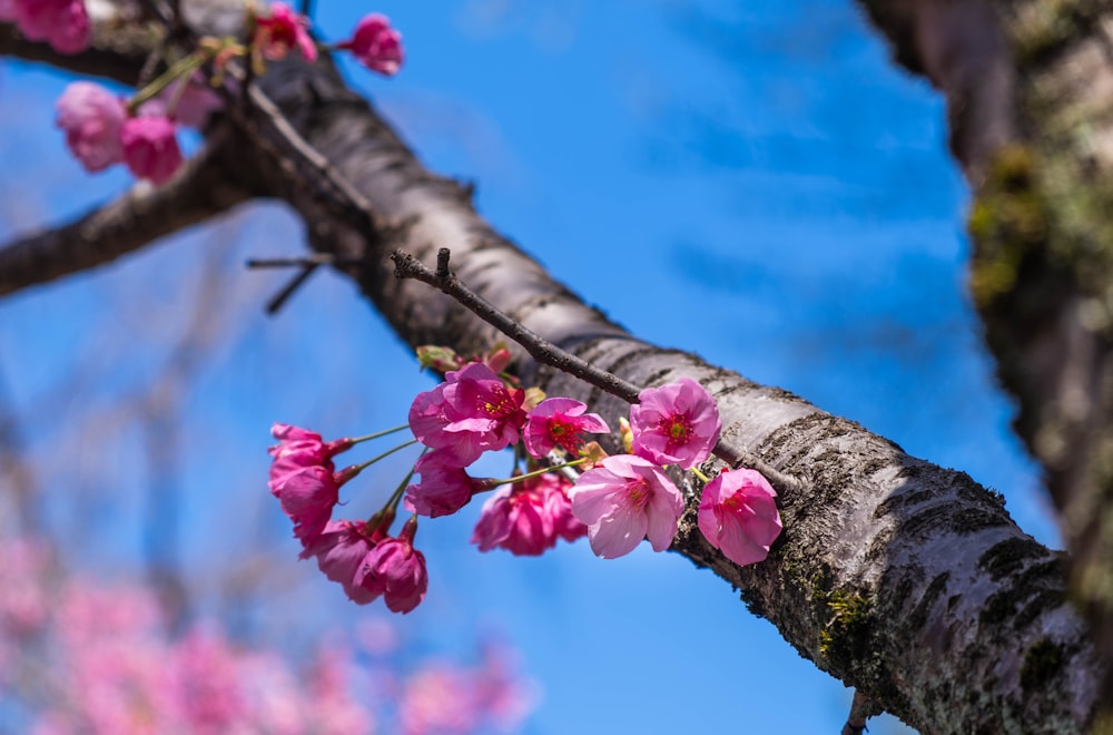 a branch of a tree with pink flowers