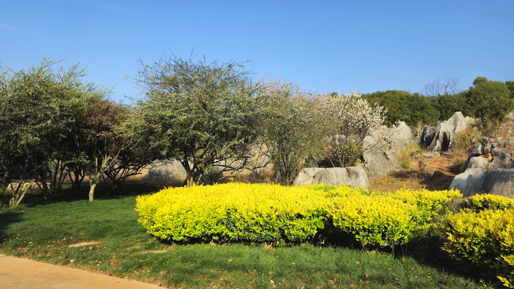 a field of yellow flowers next to some rocks