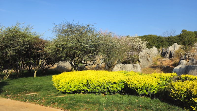 Stone Forest