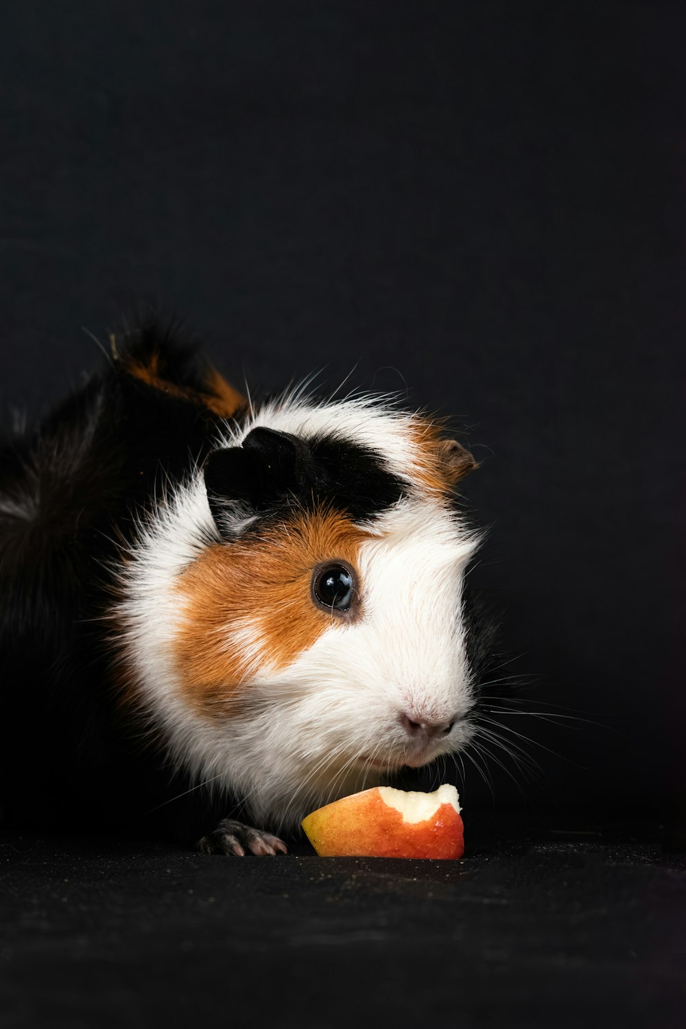 un conejillo de indias comiendo una manzana sobre un fondo negro