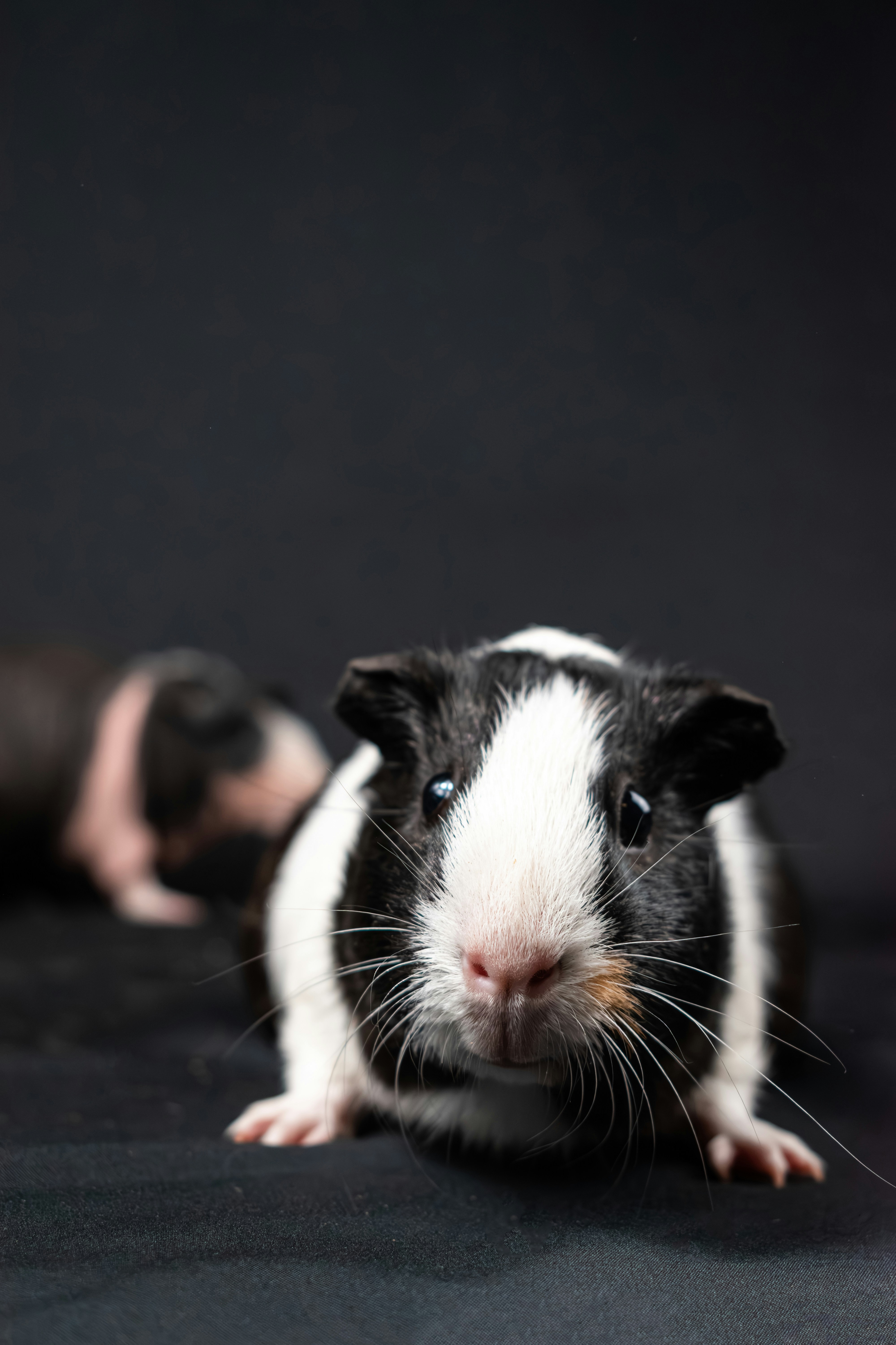 Abyssinian Guinea Pigs: Social and Spirited (image credits: unsplash)