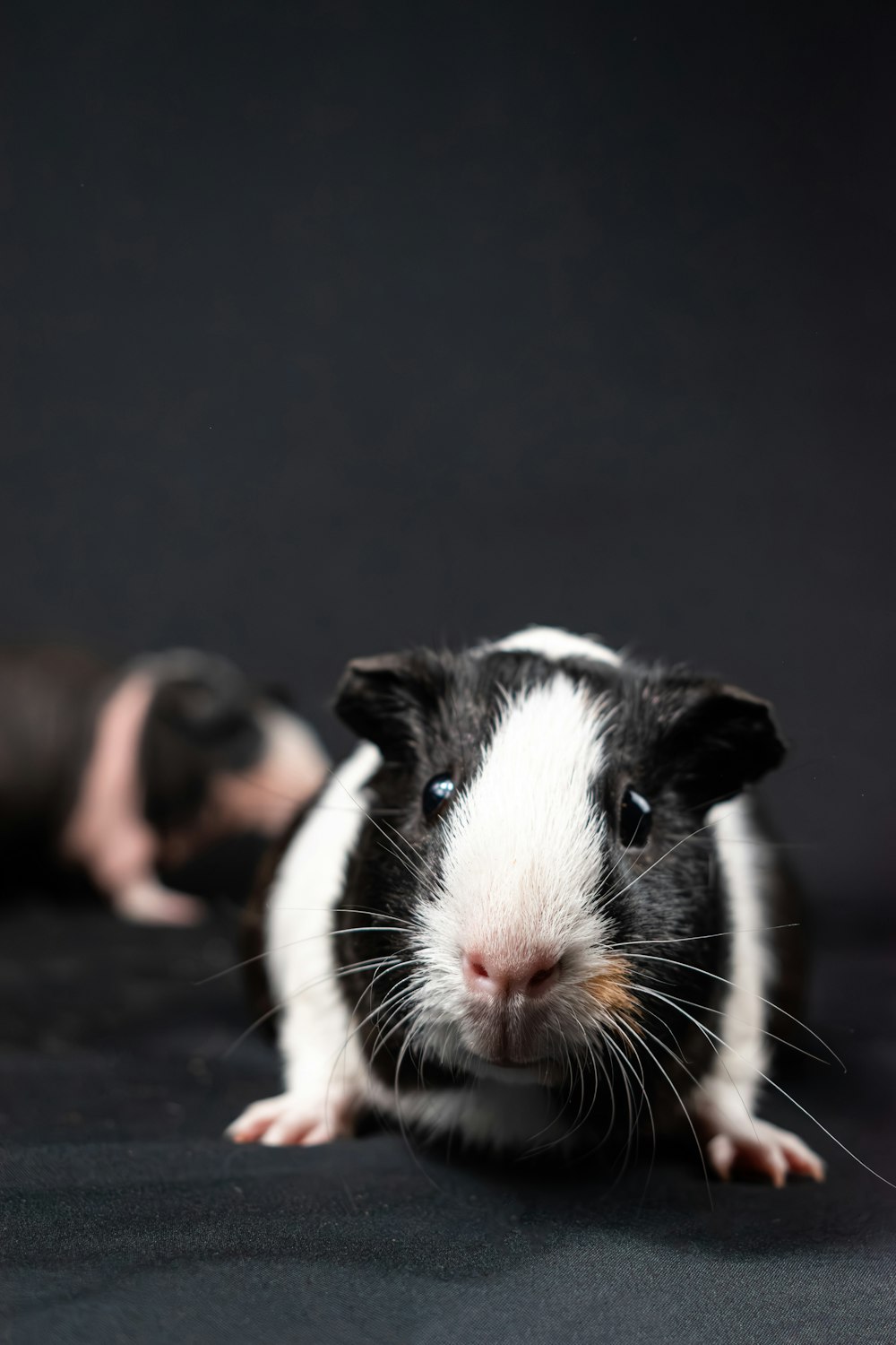 a black and white guinea pig and a black and white guinea pig