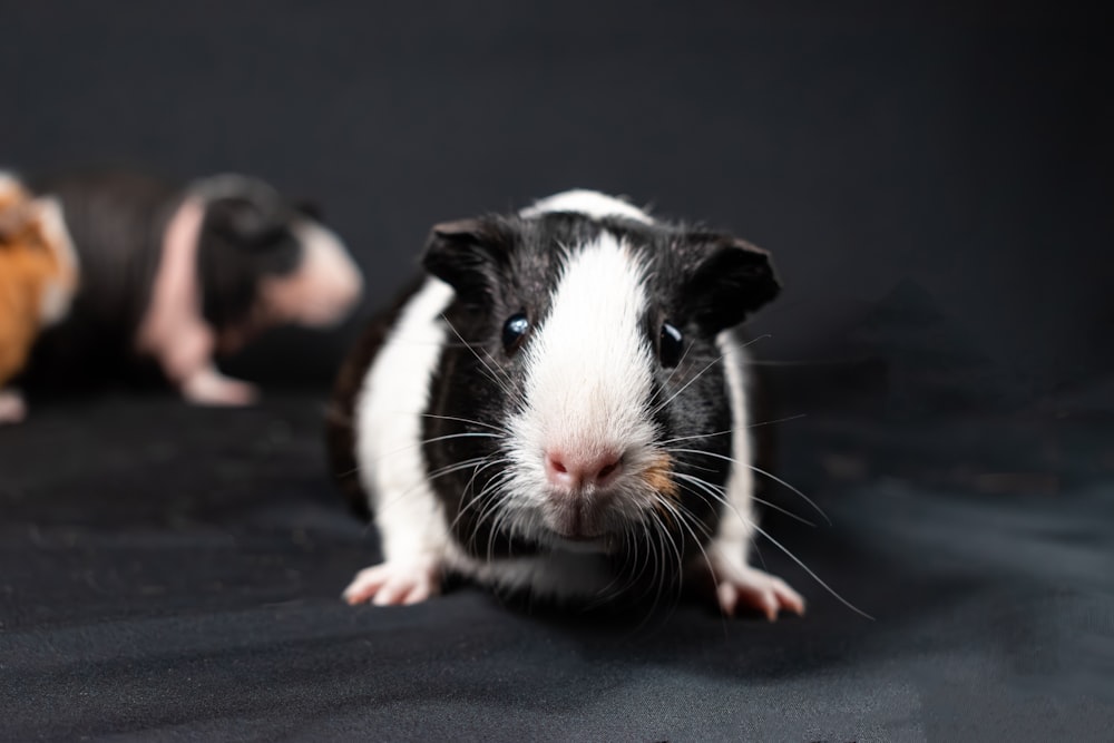 a couple of small black and white animals