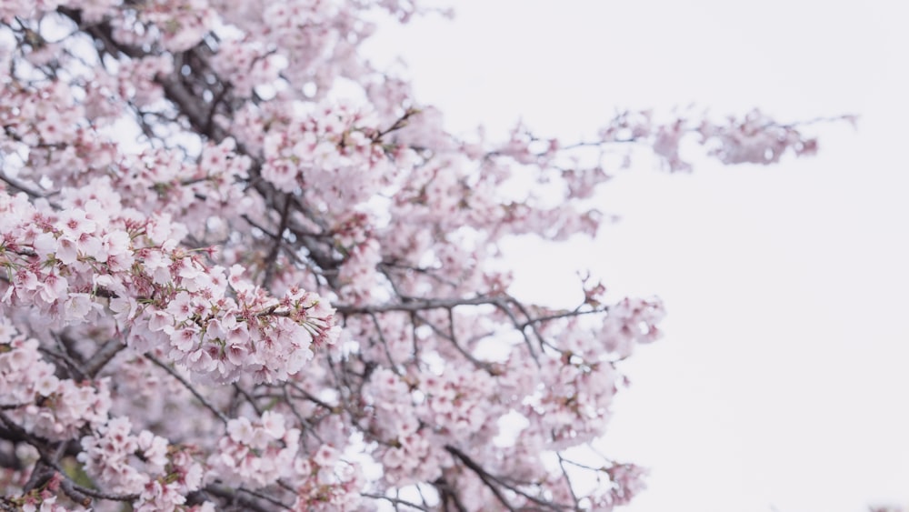 a tree with lots of pink flowers on it