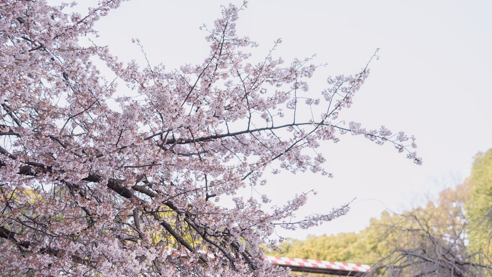 a pink flowered tree with a bridge in the background