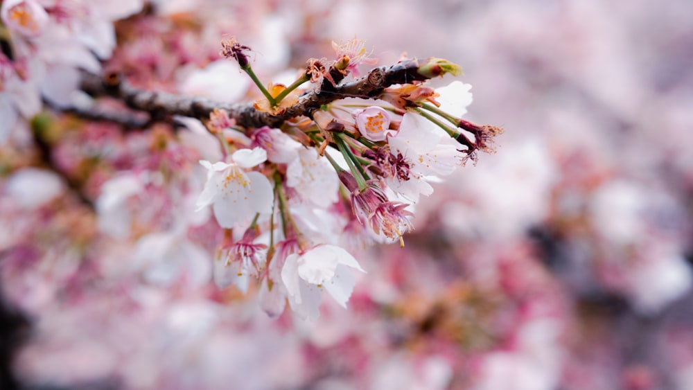 a close up of a tree with white and pink flowers