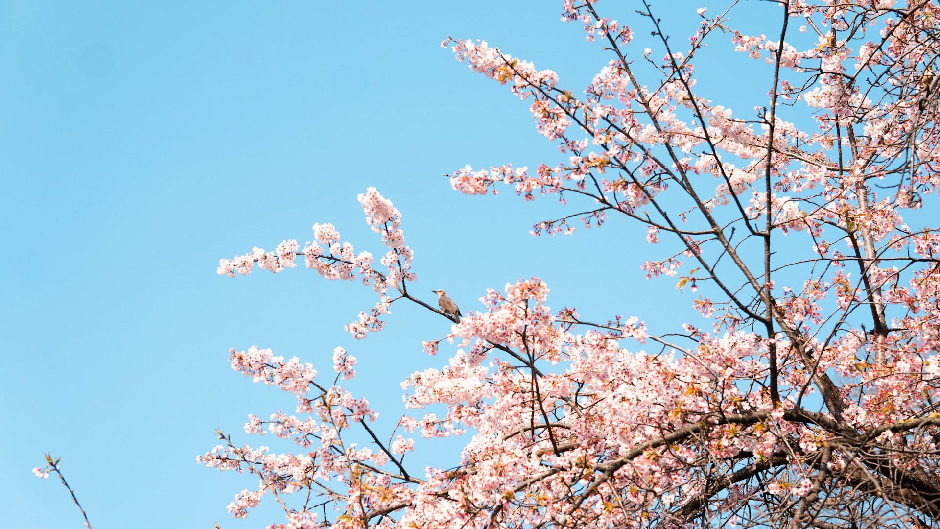 a bird sitting on a branch of a tree