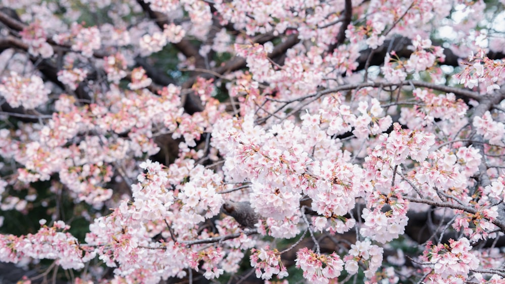 a bunch of pink flowers that are on a tree