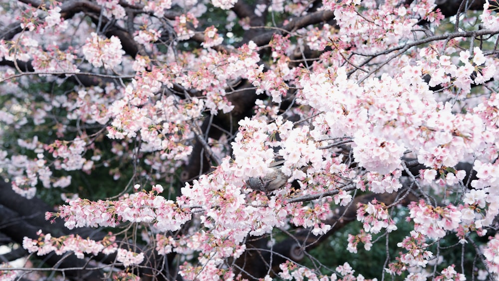 a bird sitting on a branch of a tree