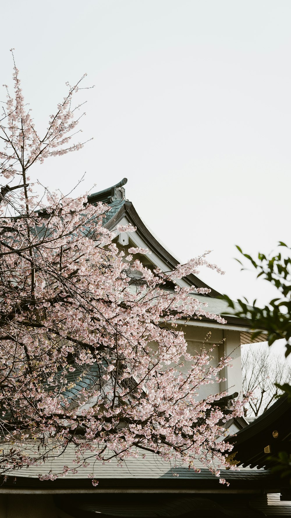 a tree with pink flowers in front of a building