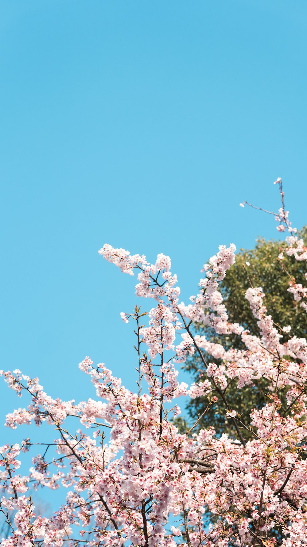 a tree with pink flowers and a blue sky in the background