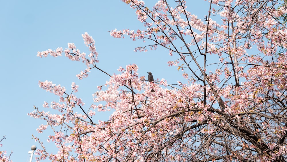 a bird sitting on a branch of a tree