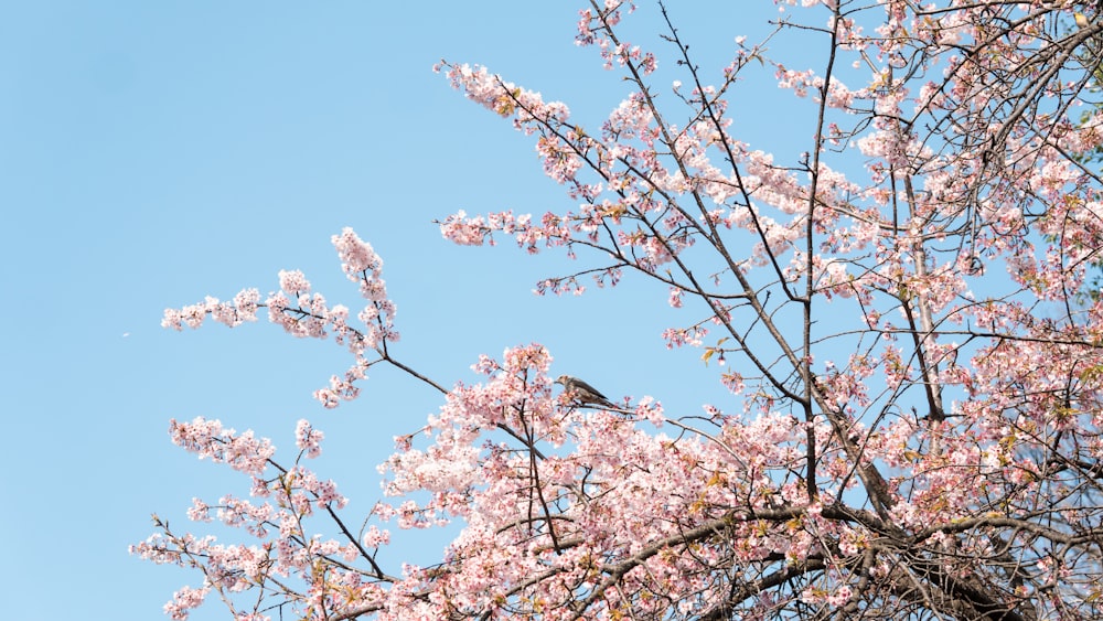 a bird sitting on a branch of a tree