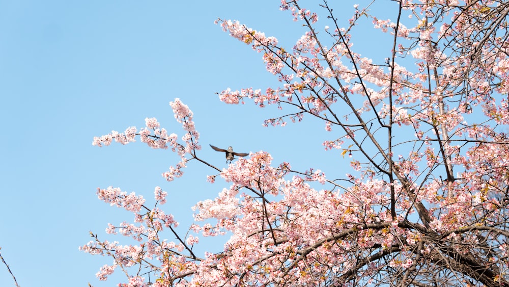 a bird sitting on a branch of a cherry blossom tree