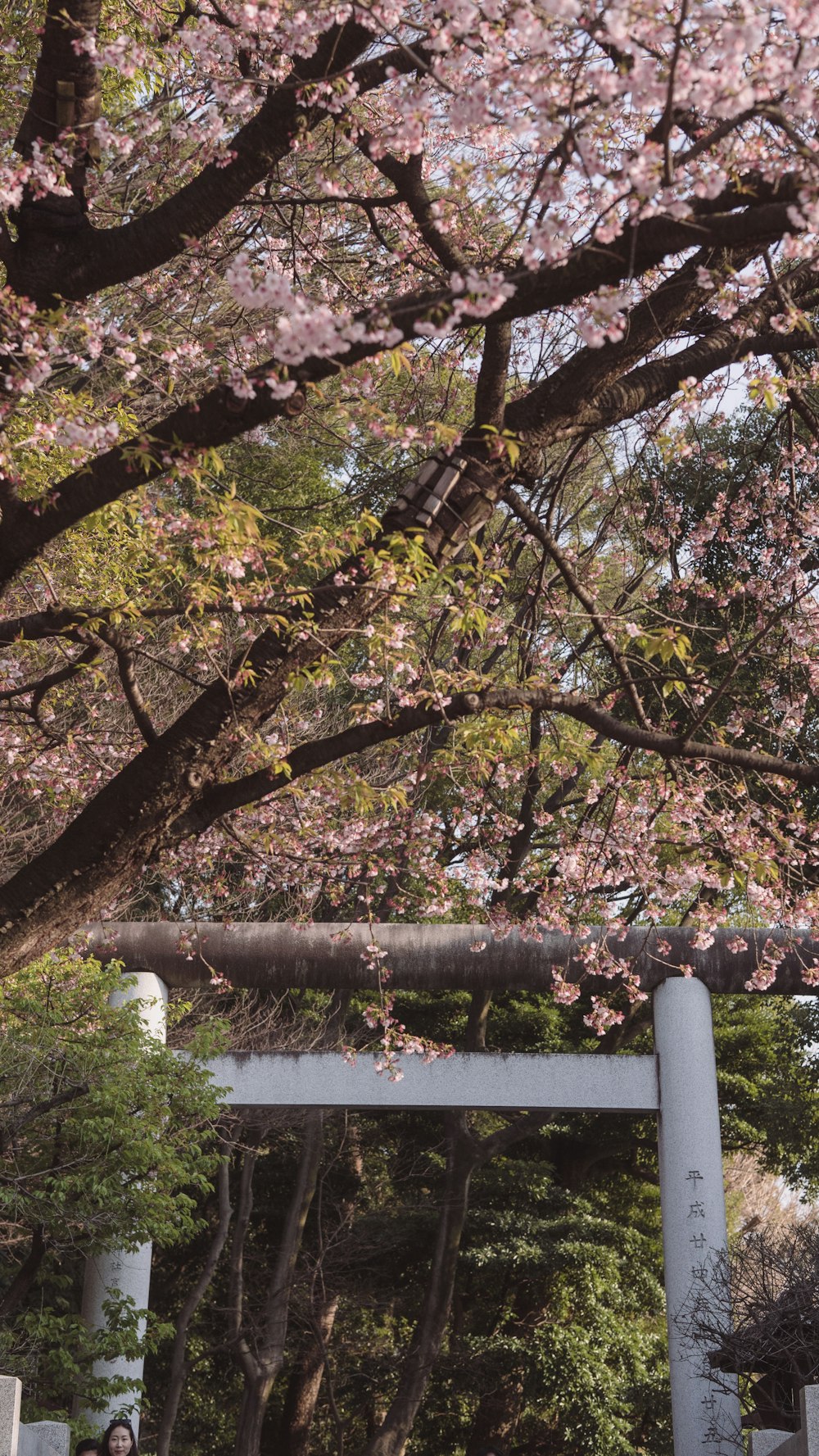 a woman standing under a tree with pink flowers