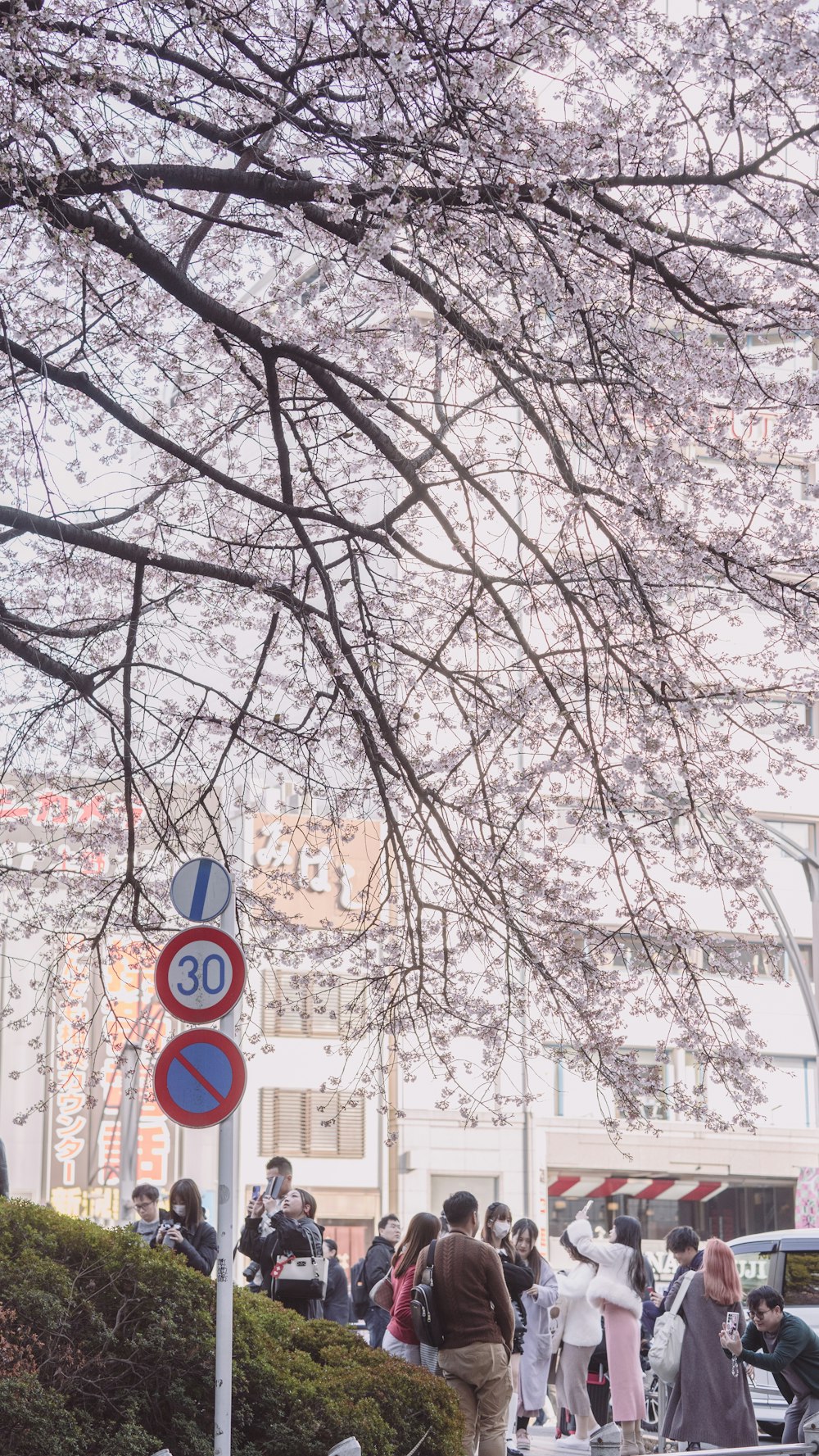 a group of people walking down a street next to a tree