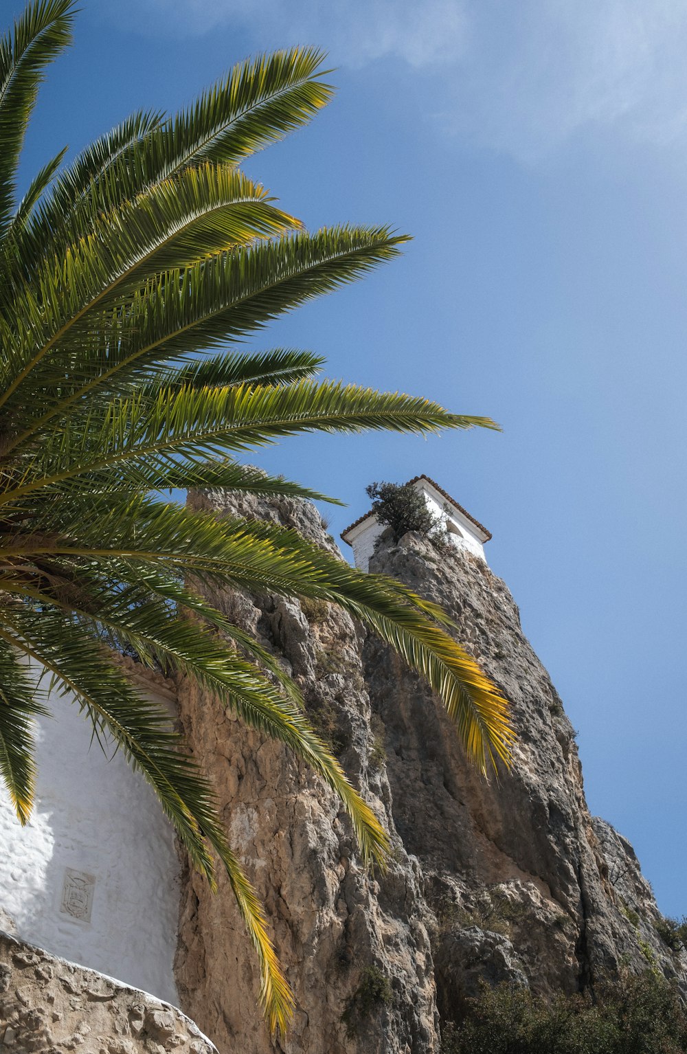 a palm tree in front of a white building