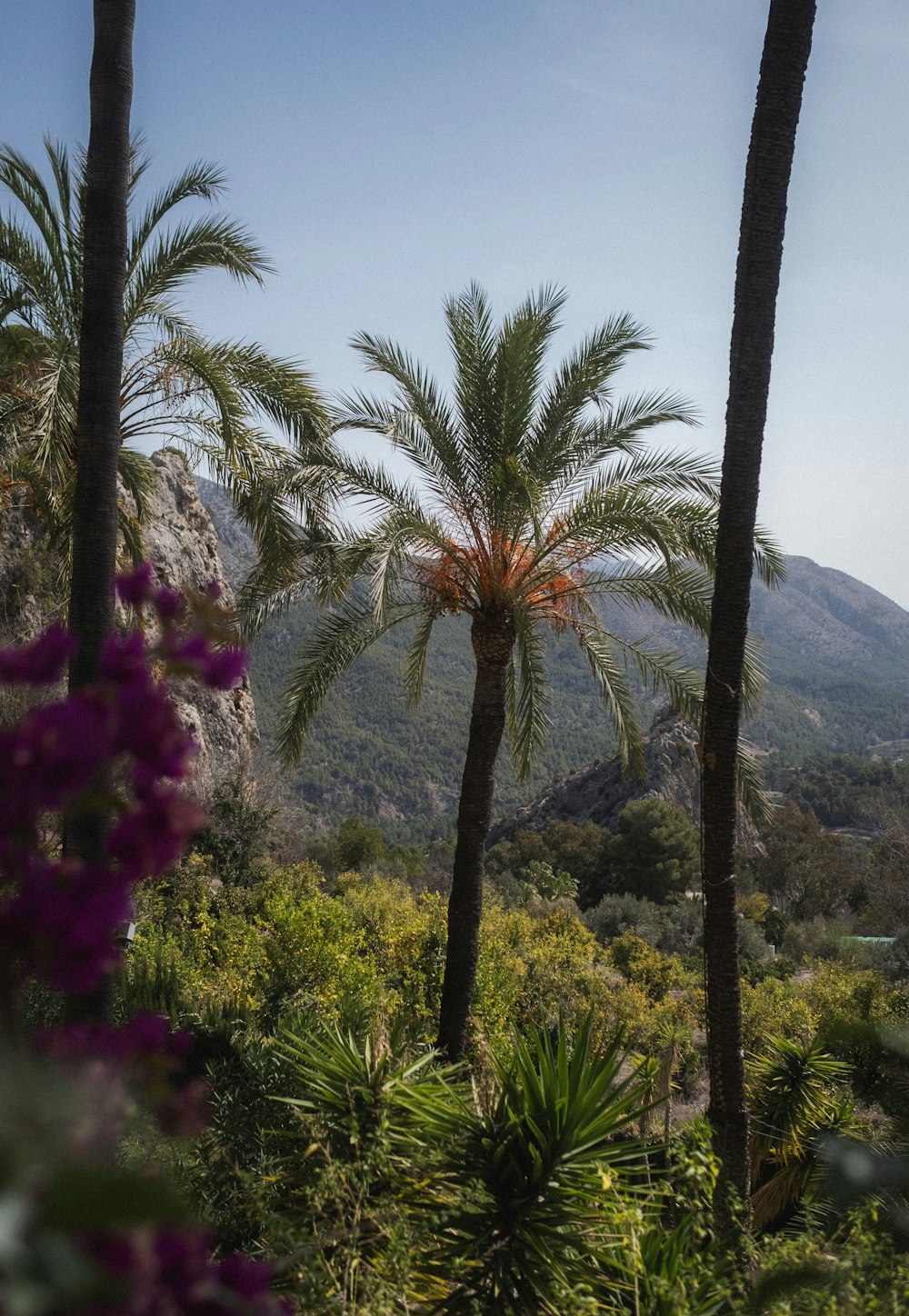 a couple of palm trees sitting in the middle of a forest