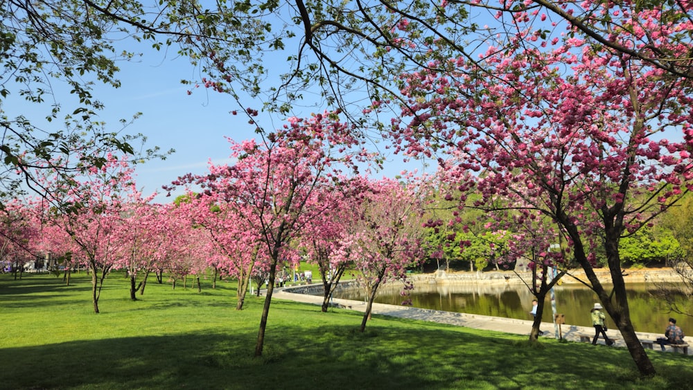 緑の芝生とピンクの花がたくさん咲き誇る公園