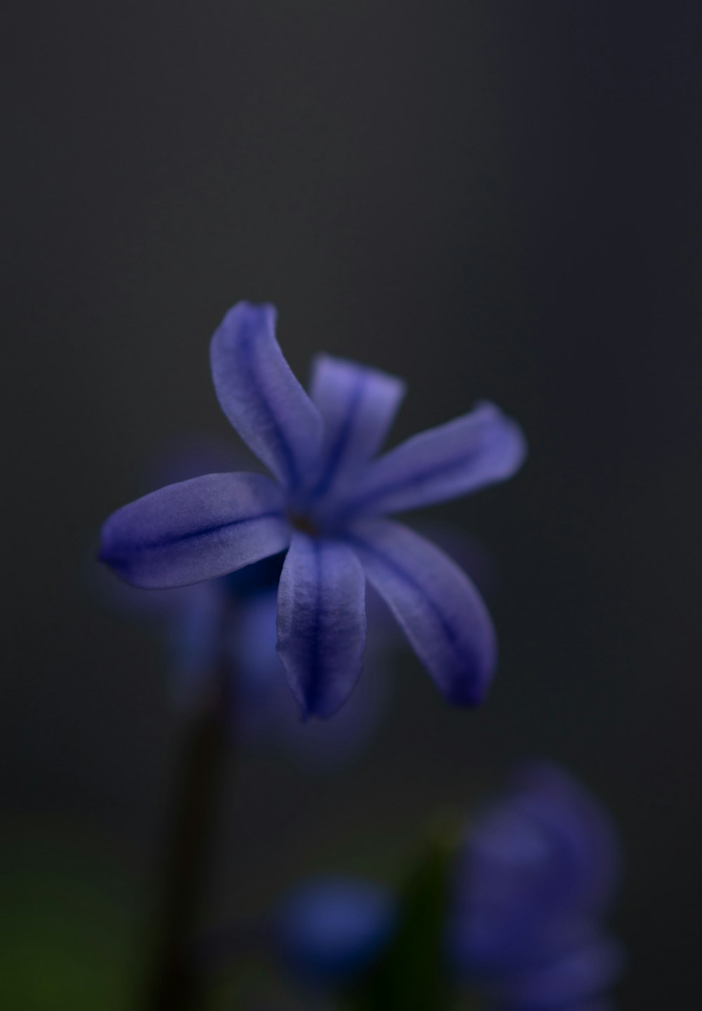 a close up of a blue flower on a black background