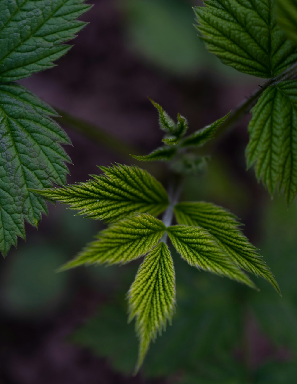 a close up of a green leaf on a plant