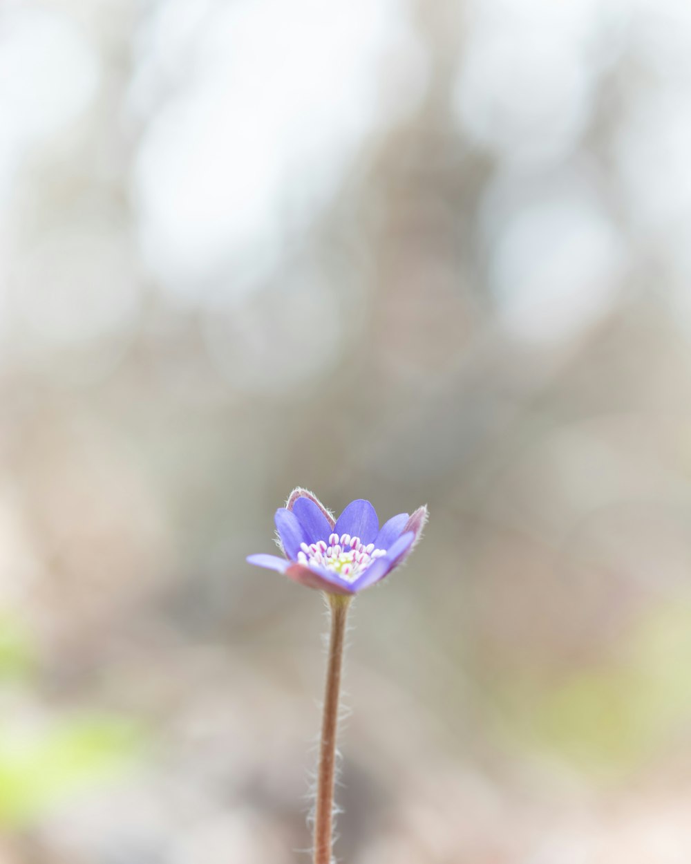 a small purple flower with a blurry background