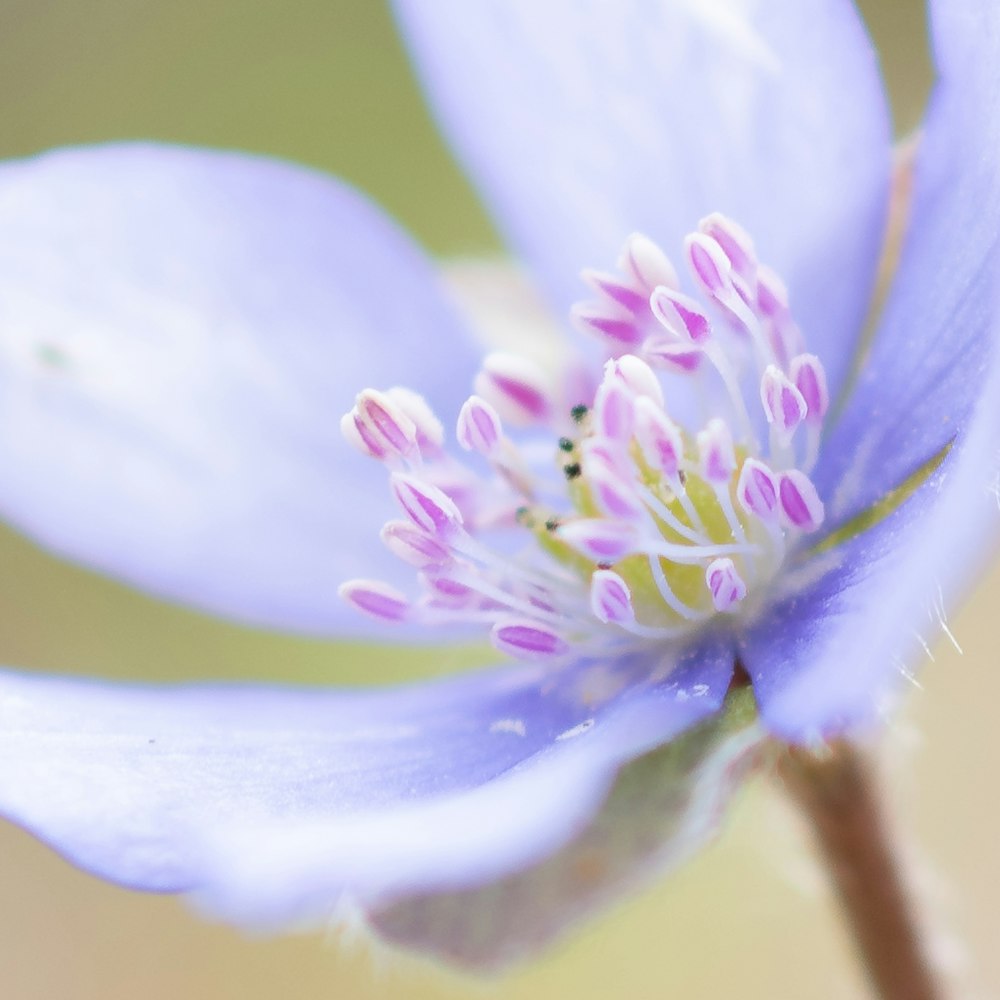 a close up of a blue flower with white stamen
