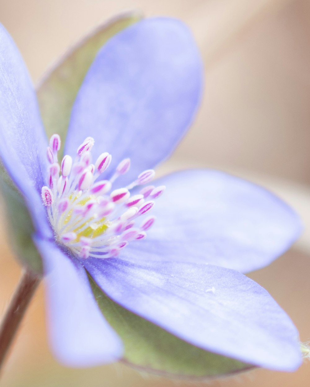 a close up of a flower with a blurry background