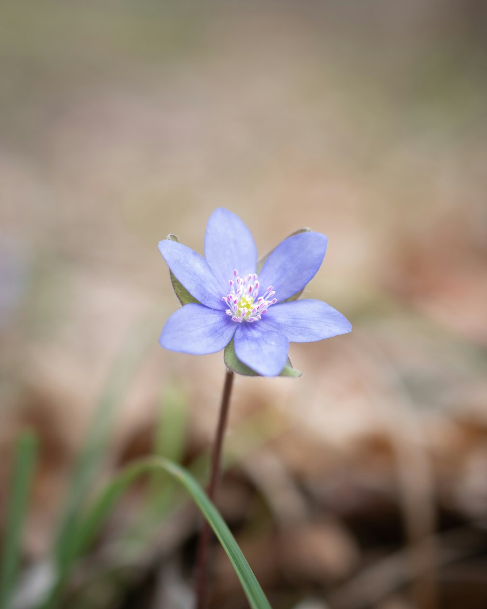 a small blue flower with a yellow center