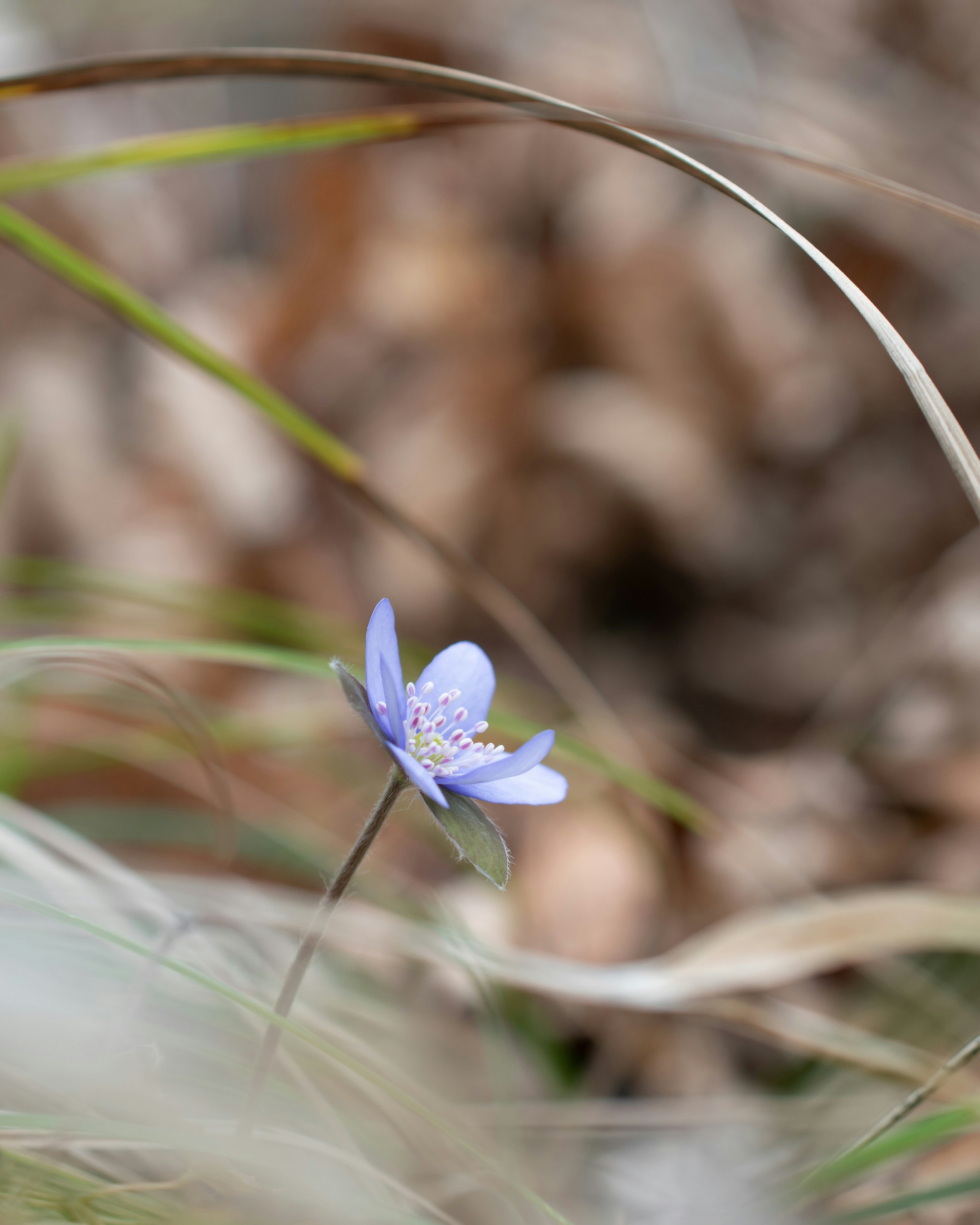 Photo by vjeblackbirdlion