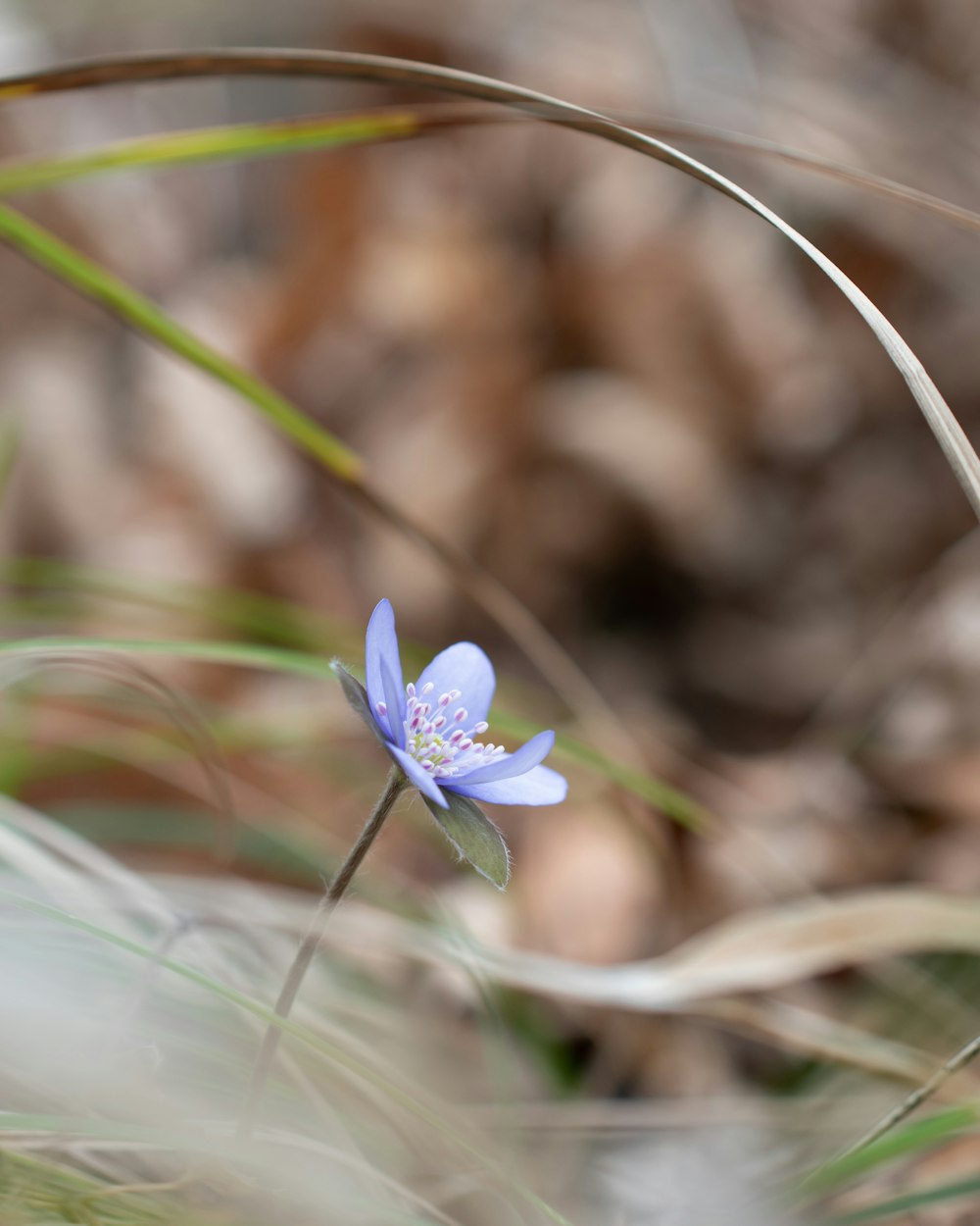 a small blue flower sitting on top of a lush green field