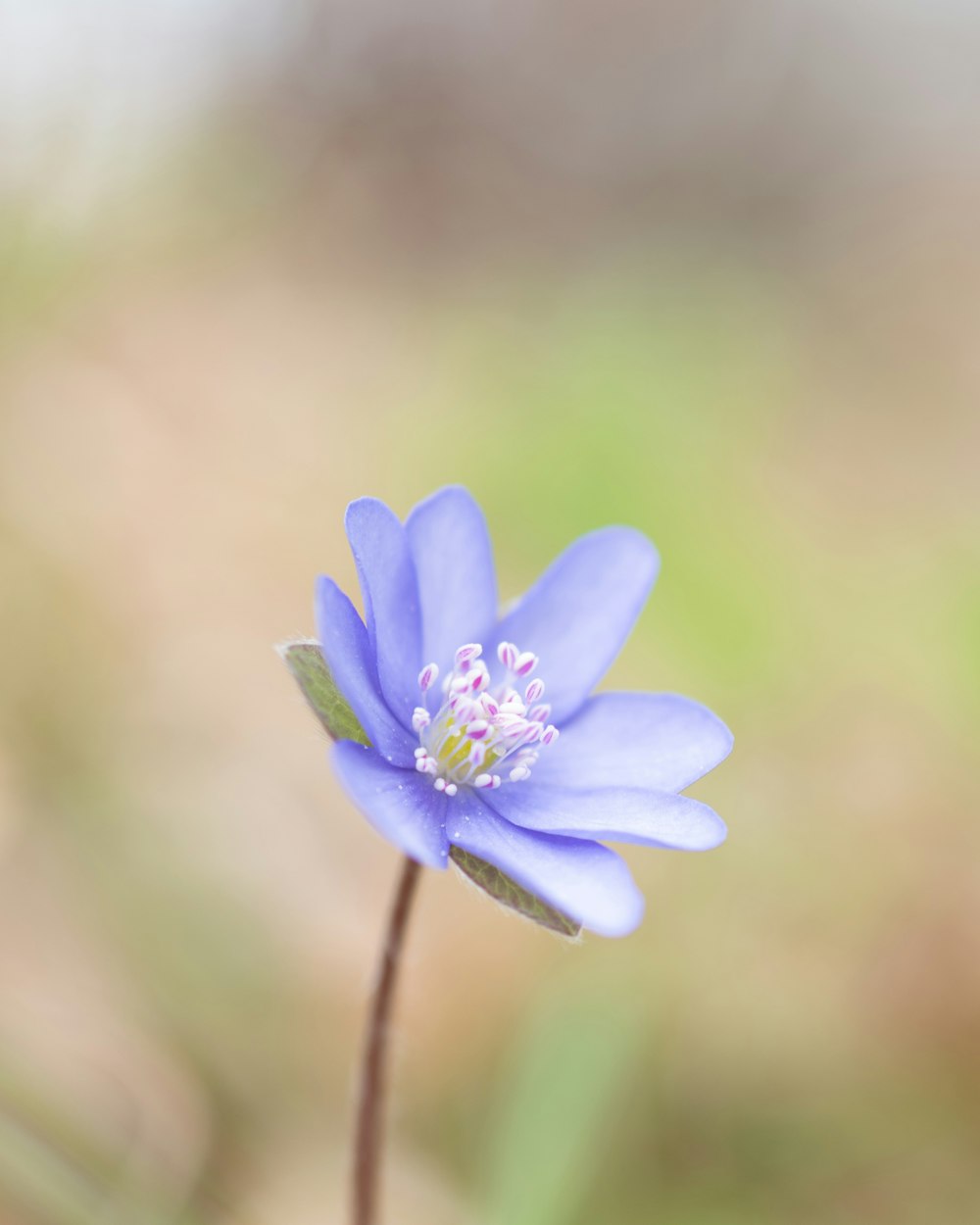 a small blue flower with a green stem