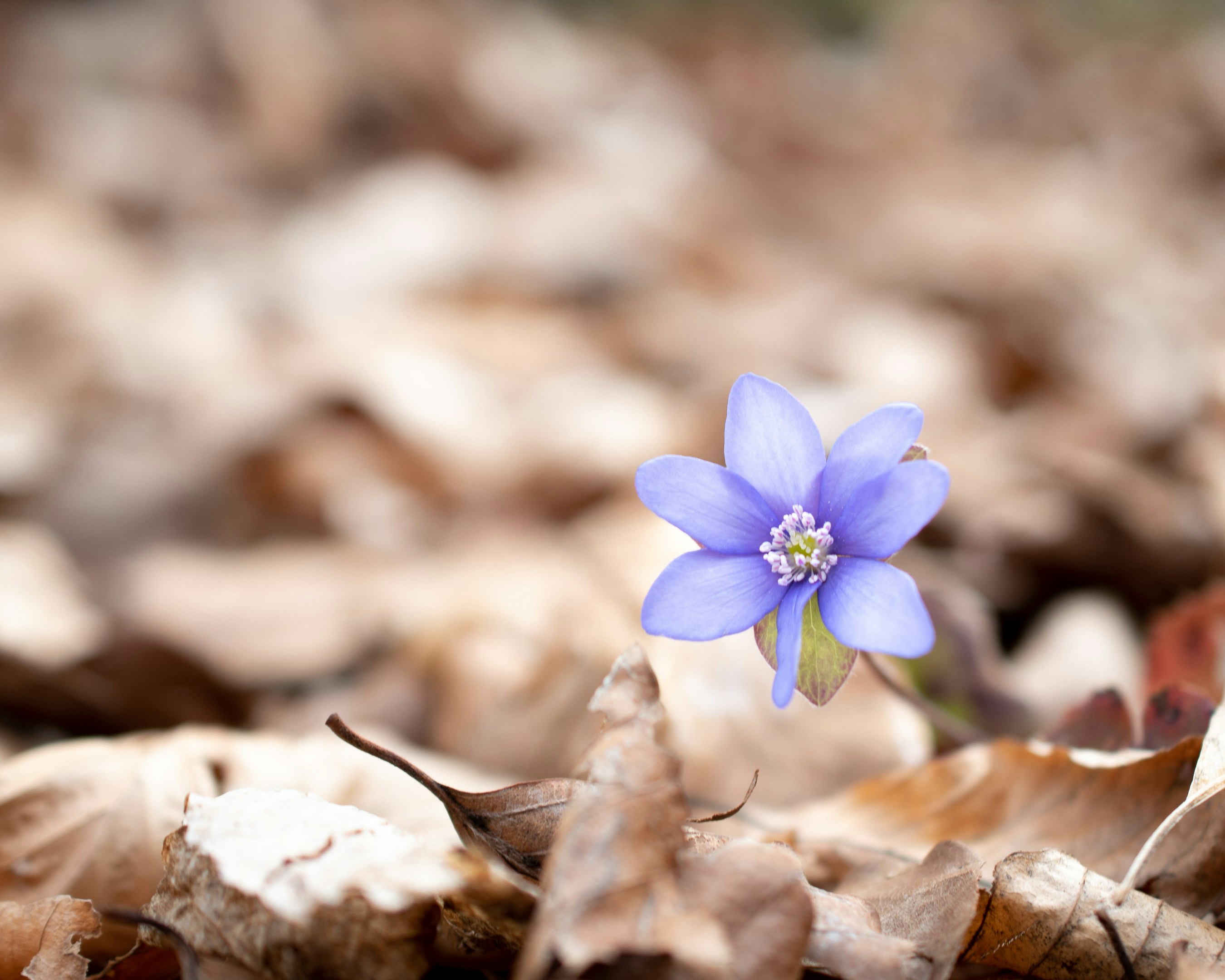 Photo by vjeblackbirdlion