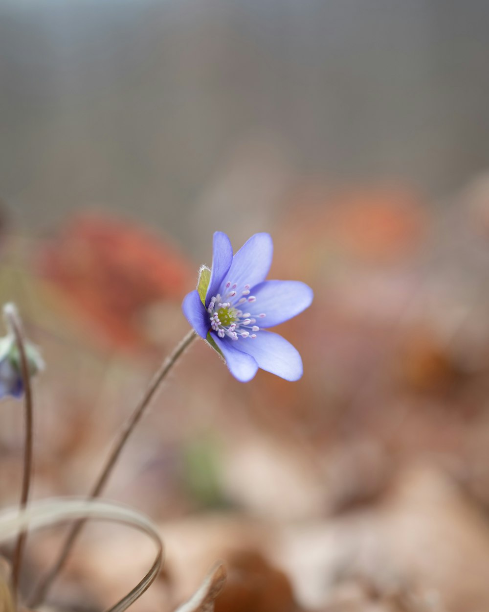 a small blue flower sitting on top of a leaf covered ground