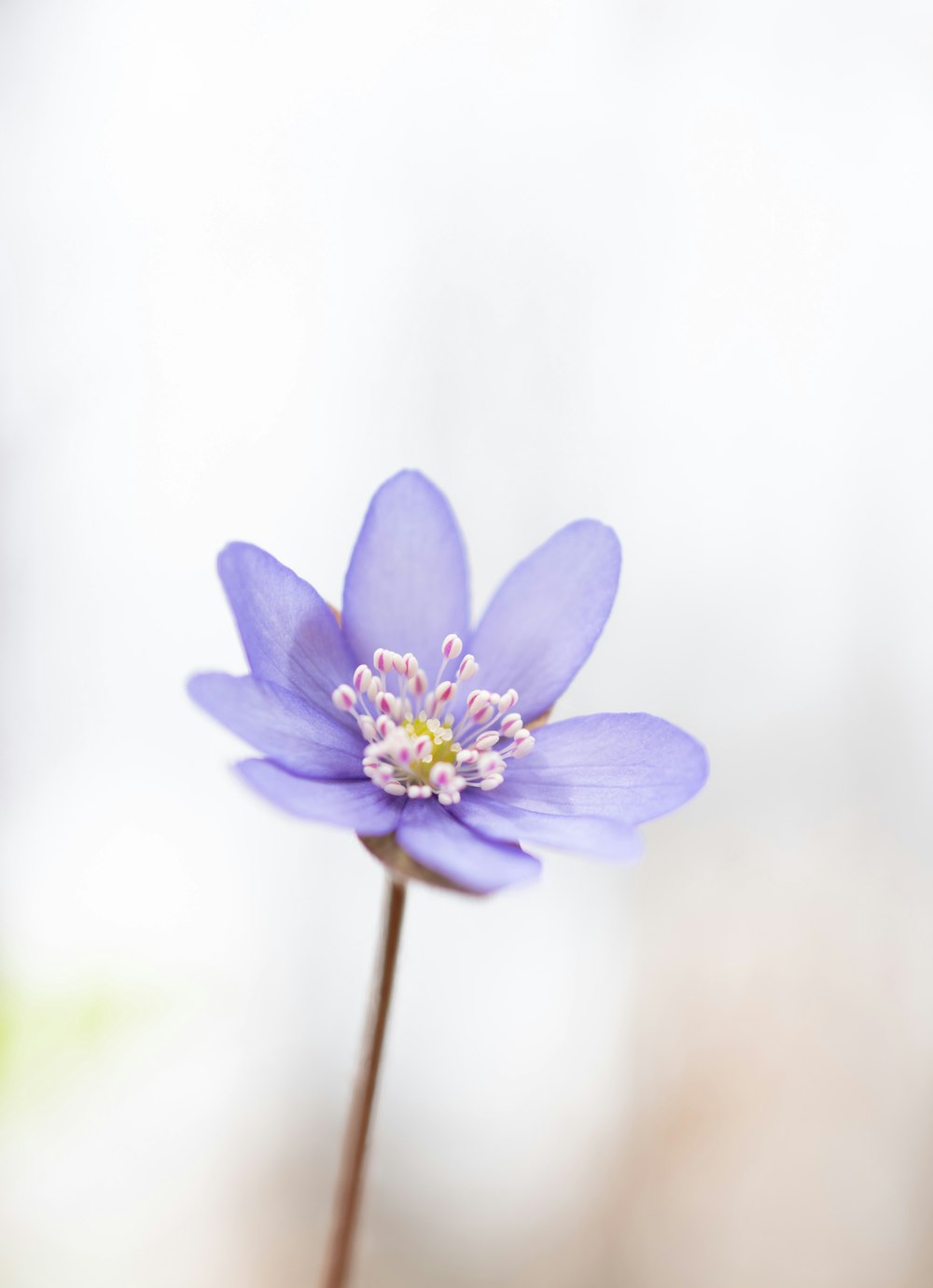 a small purple flower with a white center